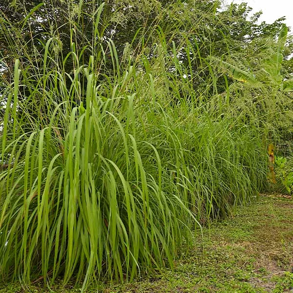 Fast Growing Trees Ornamental Grasses Citronella Grass (Cymbopogon Nardus) 3 Fast Growing Trees Ornamental Grasses Citronella Grass (Cymbopogon Nardus)