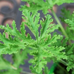 Fast Growing Trees Citronella (Anti-Mosquito Plant) See All Shrubs & Hedges