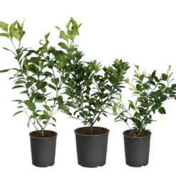 Fast Growing Trees Key Lime Bush Citrus Trees