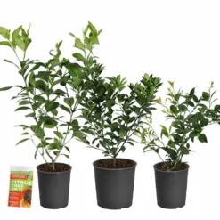 Fast Growing Trees Key Lime Bush Citrus Trees
