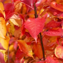 Fast Growing Trees Cleveland Pear Tree 12 Fast Growing Trees Cleveland Pear Tree