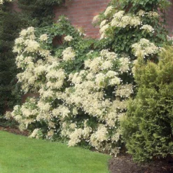Fast Growing Trees Hydrangea Shrubs Climbing Hydrangea