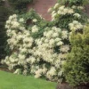 Fast Growing Trees Hydrangea Shrubs Climbing Hydrangea