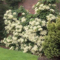 Fast Growing Trees Hydrangea Shrubs Climbing Hydrangea