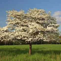 Fast Growing Trees Dogwood Trees Cloud 9 Dogwood
