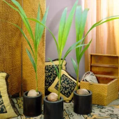 Fast Growing Trees Coconut Palm Tree Shop Indoor & Patio Fruit 11 Fast Growing Trees Coconut Palm Tree Shop Indoor & Patio Fruit