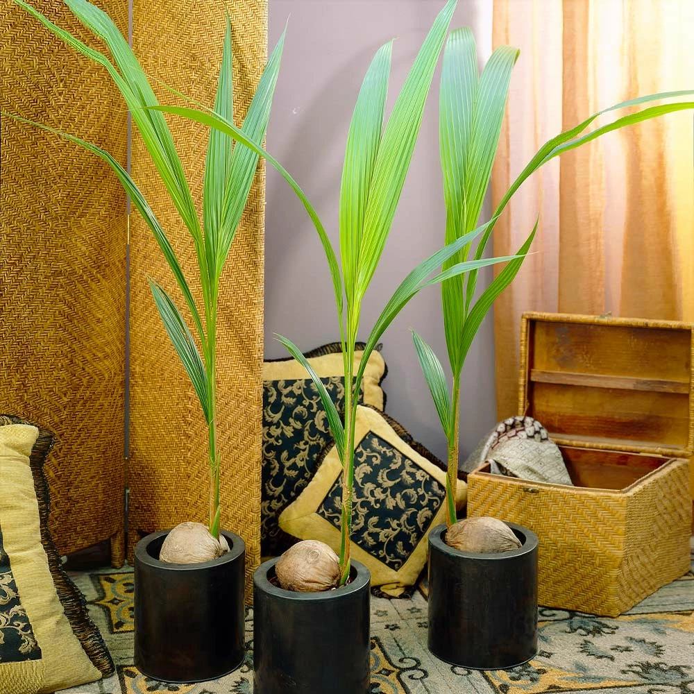 Fast Growing Trees Coconut Palm Tree Shop Indoor & Patio Fruit 6 Fast Growing Trees Coconut Palm Tree Shop Indoor & Patio Fruit