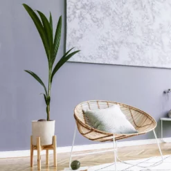 Fast Growing Trees Coconut Palm Tree Shop Indoor & Patio Fruit 10 Fast Growing Trees Coconut Palm Tree Shop Indoor & Patio Fruit