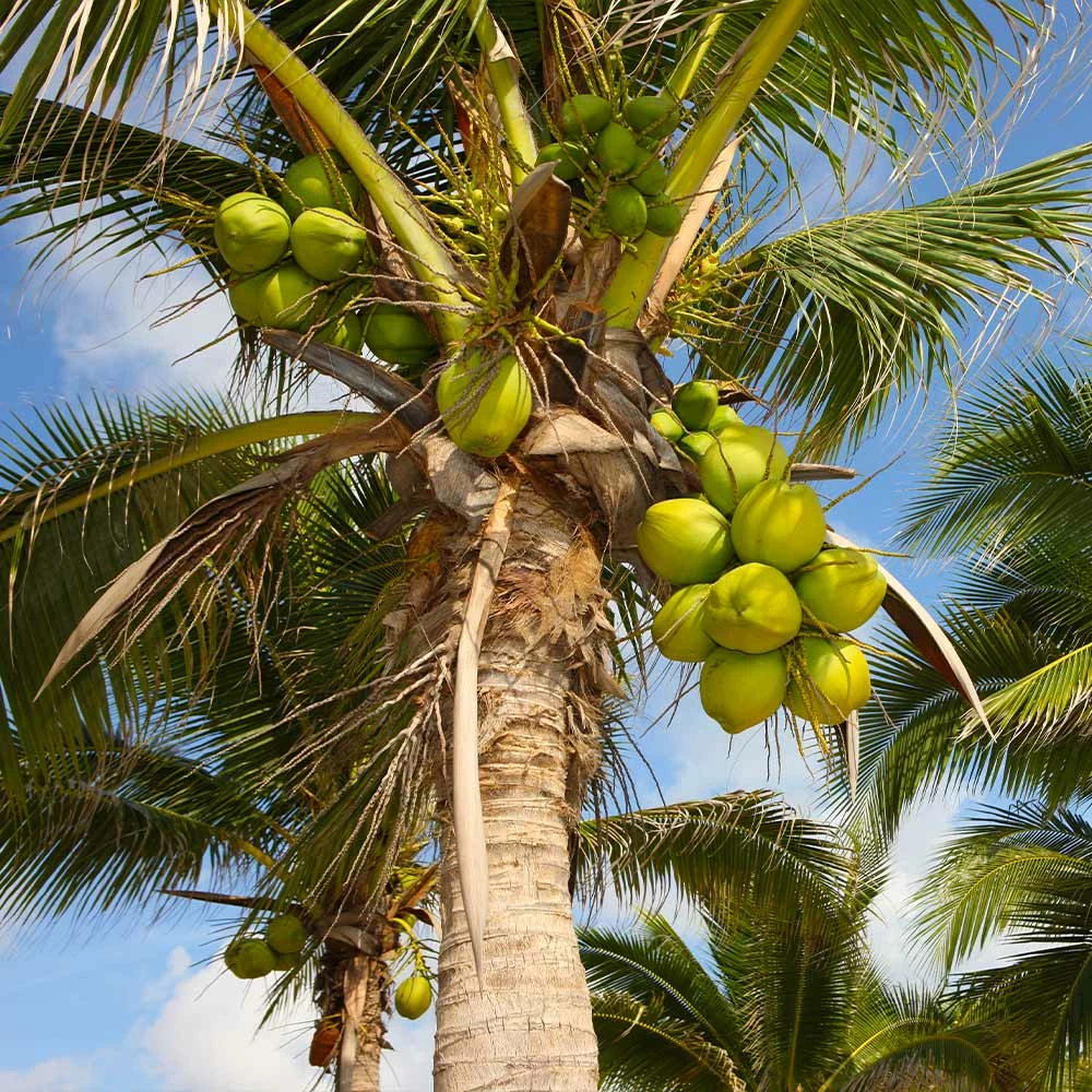Fast Growing Trees Coconut Palm Tree Shop Indoor & Patio Fruit 4 Fast Growing Trees Coconut Palm Tree Shop Indoor & Patio Fruit
