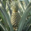 Fast Growing Trees Florida Special Pineapple See All Fruit Trees