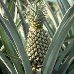 Fast Growing Trees Florida Special Pineapple See All Fruit Trees