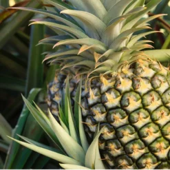 Fast Growing Trees Florida Special Pineapple See All Fruit Trees