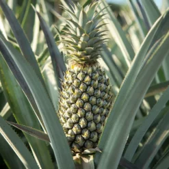 Fast Growing Trees Florida Special Pineapple See All Fruit Trees