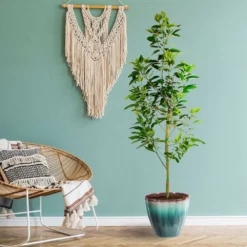 Fast Growing Trees Avocado Trees Cold Hardy Avocado Tree