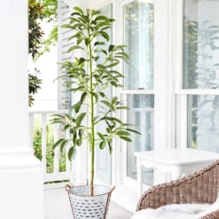 Fast Growing Trees Avocado Trees Cold Hardy Avocado Tree 14 Fast Growing Trees Avocado Trees Cold Hardy Avocado Tree