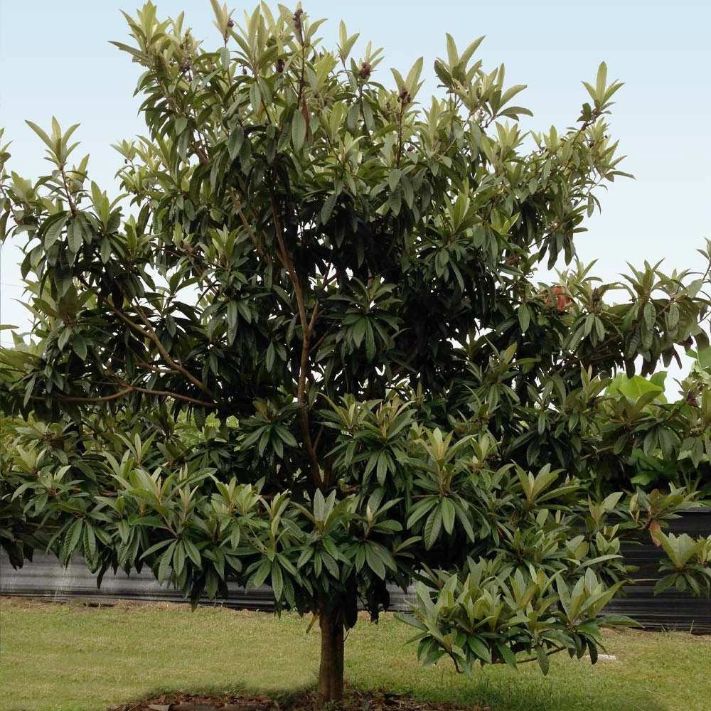 Fast Growing Trees Avocado Trees Cold Hardy Avocado Tree 8 Fast Growing Trees Avocado Trees Cold Hardy Avocado Tree