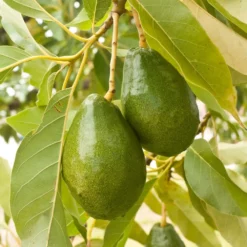 Fast Growing Trees Avocado Trees Cold Hardy Avocado Tree 17 Fast Growing Trees Avocado Trees Cold Hardy Avocado Tree