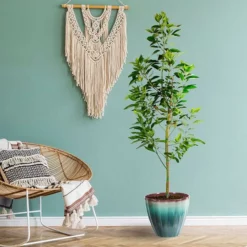 Fast Growing Trees Avocado Trees Cold Hardy Avocado Tree