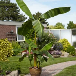 Fast Growing Trees Banana Trees Cold Hardy Banana Tree