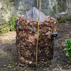 Fast Growing Trees Banana Trees Cold Hardy Banana Tree