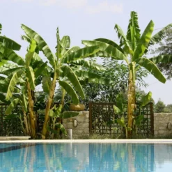 Fast Growing Trees Banana Trees Cold Hardy Banana Tree