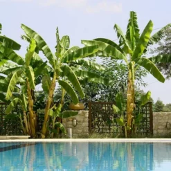 FASTGROWINGTREES Sales 40 Fast Growing Trees Banana Trees Cold Hardy Banana Tree