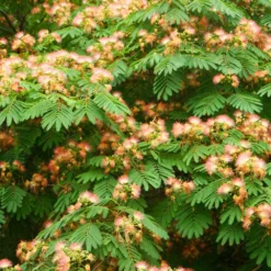 Fast Growing Trees Pink Flowers Cold Hardy Mimosa Tree