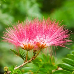 Fast Growing Trees Pink Flowers Cold Hardy Mimosa Tree