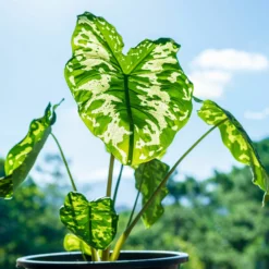 Fast Growing Trees Air Purifying House Plants Colocasia 'Hilo Beauty'