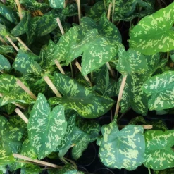 Fast Growing Trees Air Purifying House Plants Colocasia 'Hilo Beauty'