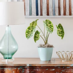 Fast Growing Trees Air Purifying House Plants Colocasia 'Hilo Beauty'