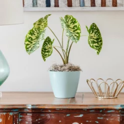 Fast Growing Trees Air Purifying House Plants Colocasia 'Hilo Beauty'