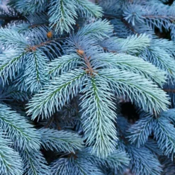 Fast Growing Trees Colorado Blue Spruce Tree