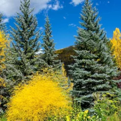Fast Growing Trees Colorado Blue Spruce Tree