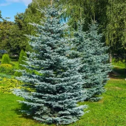 Fast Growing Trees Colorado Blue Spruce Tree