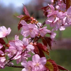 Fast Growing Trees Columnar Sargent Cherry Tree