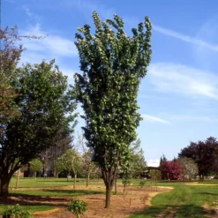 Fast Growing Trees Columnar Sargent Cherry Tree