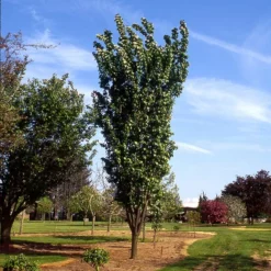 Fast Growing Trees Columnar Sargent Cherry Tree