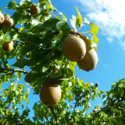 Fast Growing Trees Pear Trees Comice Pear Tree