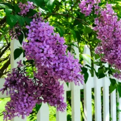 Fast Growing Trees Common Purple Lilac