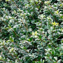 Fast Growing Trees Holly Trees Compacta Japanese Holly Shrub