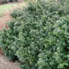 Fast Growing Trees Holly Trees Compacta Japanese Holly Shrub