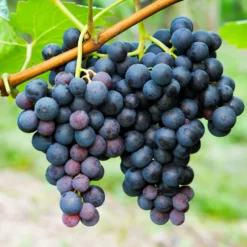 Fast Growing Trees Grape Vines Concord Grape