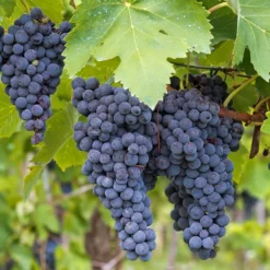 Fast Growing Trees Grape Vines Concord Grape