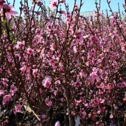 Fast Growing Trees Peach Trees Contender Peach Tree 8 Fast Growing Trees Peach Trees Contender Peach Tree