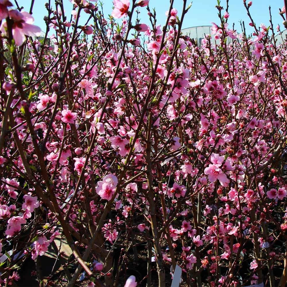 Fast Growing Trees Peach Trees Contender Peach Tree 5 Fast Growing Trees Peach Trees Contender Peach Tree