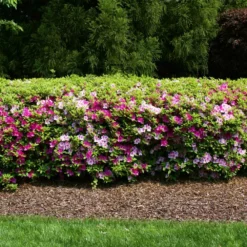 Fast Growing Trees Azalea Shrubs Conversation Piece Azalea 8 Fast Growing Trees Azalea Shrubs Conversation Piece Azalea