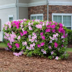 Fast Growing Trees Azalea Shrubs Conversation Piece Azalea