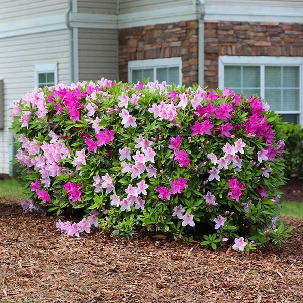 Fast Growing Trees Azalea Shrubs Conversation Piece Azalea 3 Fast Growing Trees Azalea Shrubs Conversation Piece Azalea