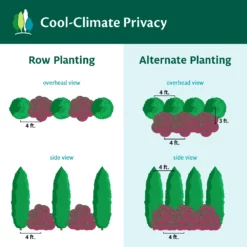 Fast Growing Trees Cool-Climate Privacy Kit 11 Fast Growing Trees Cool-Climate Privacy Kit